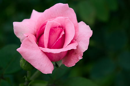nature, garden, petals, flower thumbnail