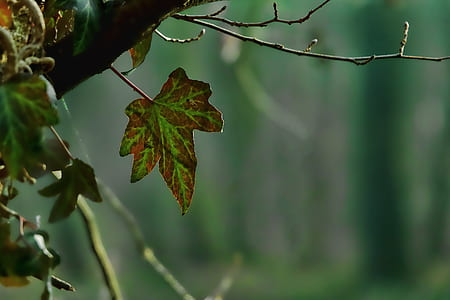 shallow shot of green and brown leaves thumbnail
