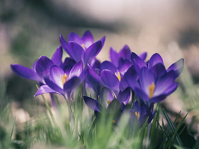 purple flowers macro photography thumbnail