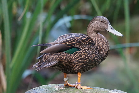 brown duck on stone in tilt shift photography thumbnail