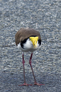 Masked Lapwing, Vanellus Miles thumbnail
