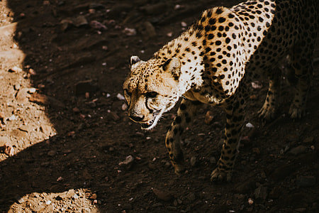 brown cheetah standing on brown soil thumbnail