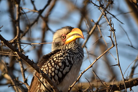 gray and black bird on a tree branch thumbnail