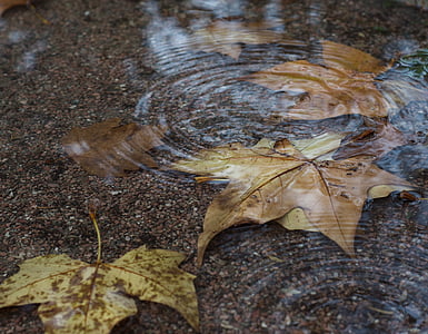maple leaves in body of water thumbnail