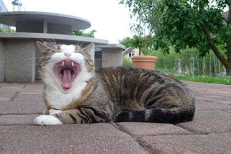 cat yawning while lying on concrete floor thumbnail