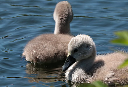 two white-and-gray ducks on body of water thumbnail