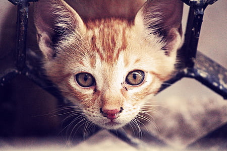 cat's head popping out of fence thumbnail