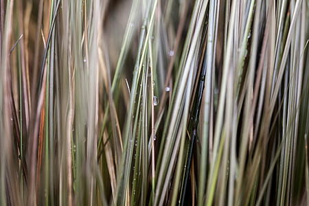 close up photo of green grass thumbnail