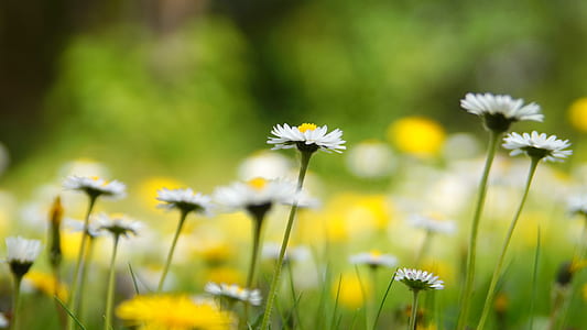 selective focus photography of daisy flower thumbnail