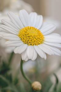 macro photography of white petaled flower thumbnail
