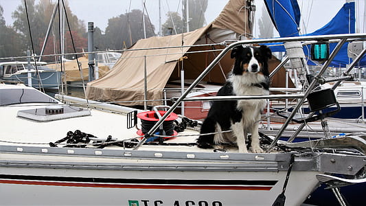white and black dog sitting on white and gray boat thumbnail