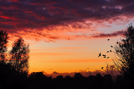 silhouette of birds flying near trees during golden hour thumbnail