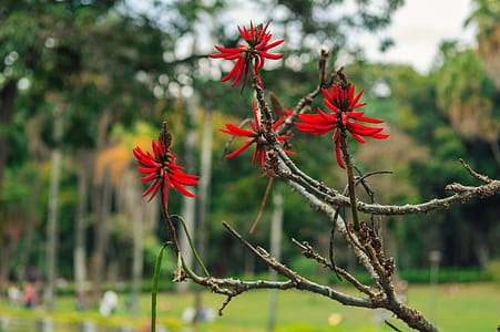 Red Petaled Flowers thumbnail