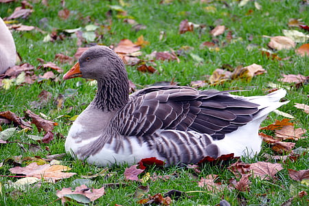 gray and white duck sitting on green grass thumbnail