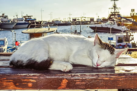 white and brown lying on brown wooden table near body of water with boats at daytime thumbnail