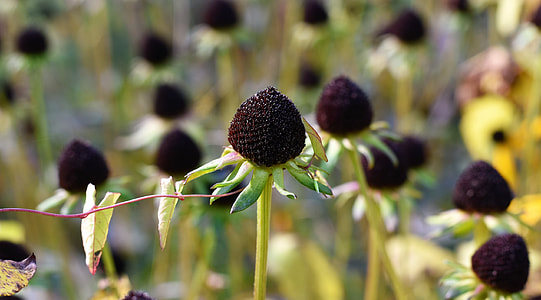 Ordinary Sonnenhut, Rudbeckia Fulgida thumbnail