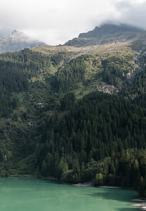 pine trees and mountain thumbnail