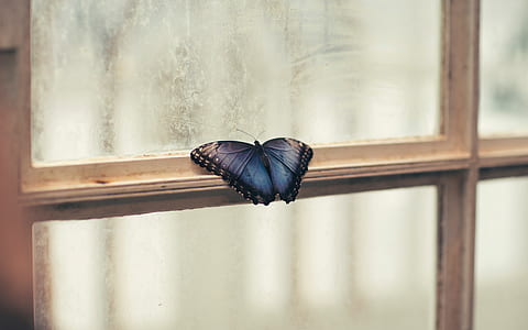 morpho butterfly perching on white wooden framed clear glass window thumbnail