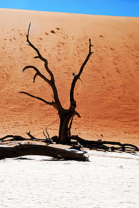 brown withered tree surrounded by gray sand thumbnail