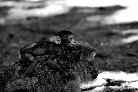 Baby Monkey, Barbary Ape thumbnail