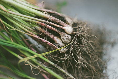 grass bulbs close-up photo thumbnail