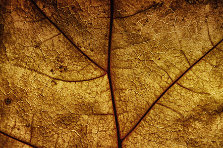 leaf, leaf veins, structure, pattern, texture, background thumbnail
