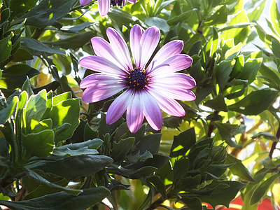 Flower, Summer thumbnail