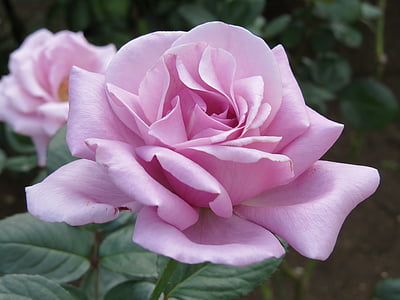 closeup photography of pink rose flower thumbnail