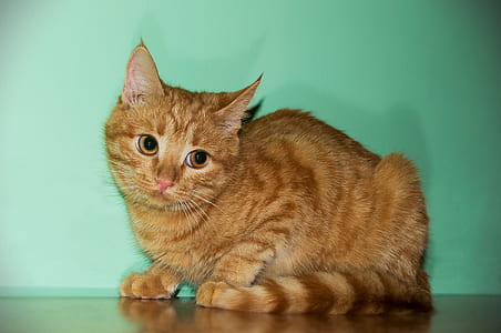 orange tabby cat beside teal wall thumbnail