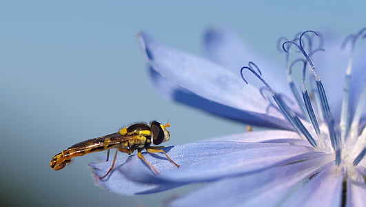 insect, nature, live, animal themes, one animal, no people thumbnail