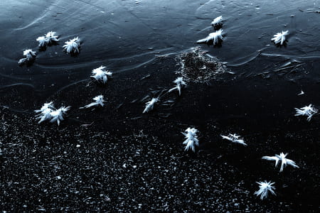 white feathers on body of water thumbnail