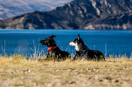 two dogs lying beside body of water with a view of island mountain thumbnail