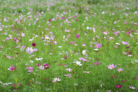 field of pink and white petaled flowers thumbnail