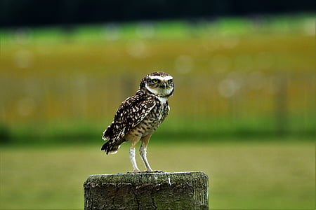 focus photo of brown and white owl thumbnail