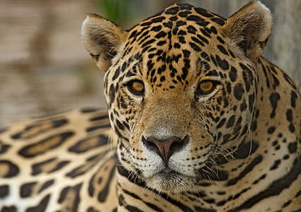 photo of leopard thumbnail
