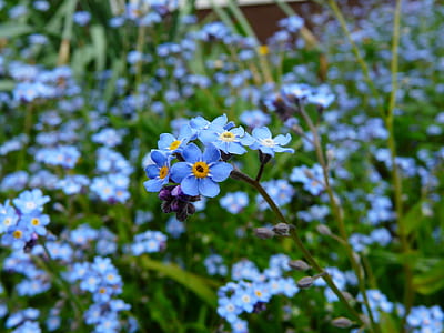 shallow photo of purple flowers thumbnail