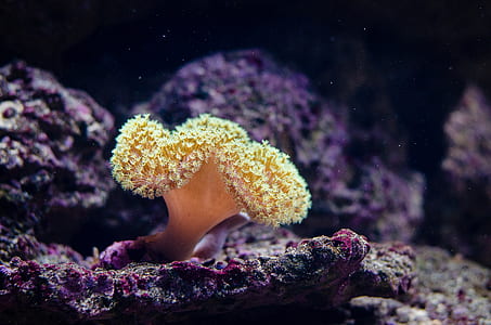 underwater photography of sea coral thumbnail