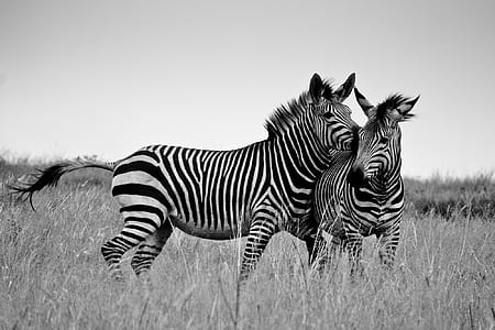 greyscale photography of two white-and-black zebras thumbnail