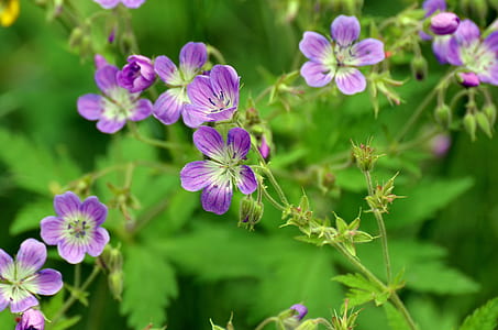 close-up photography of purple flowers thumbnail
