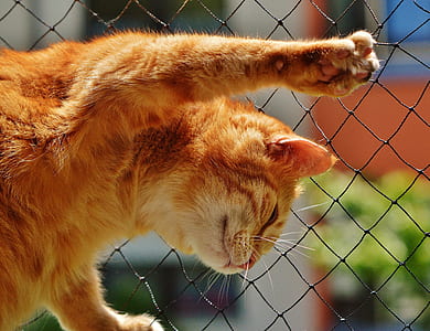 orange Tabby cat thumbnail