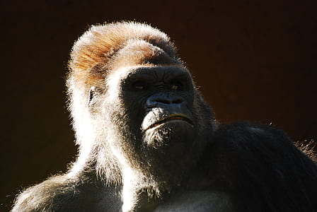 gorilla thumbnail