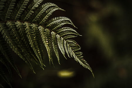 selective focus photo of fern thumbnail