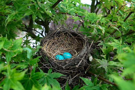 eggs in bird's nest on tree thumbnail