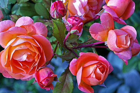 close up photo of red-and-pink petaled rose thumbnail