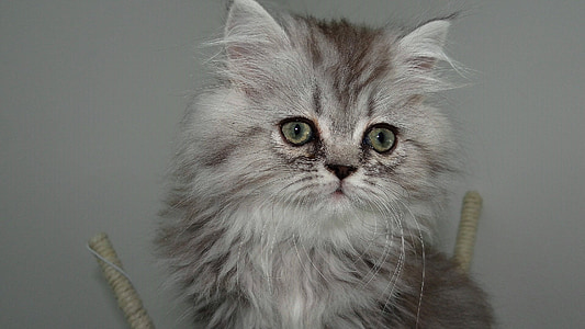 short-fur gray cat thumbnail