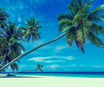 palm trees near seashore thumbnail