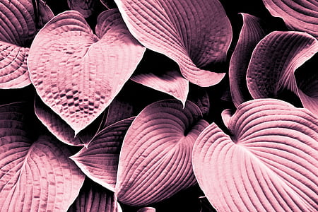 pink leafed plants thumbnail