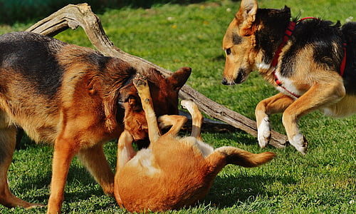 three tricolor German shepherd dogs on outdoors thumbnail