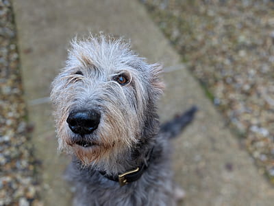 long-coated gray and brown dog thumbnail