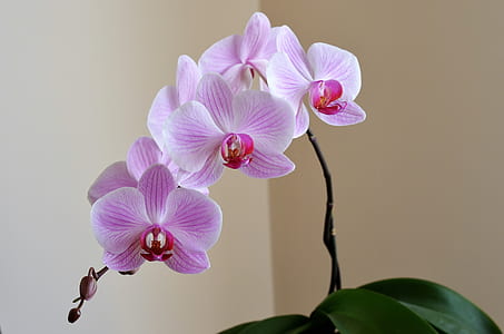 flowers, petals, plant, macro thumbnail